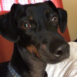 Meet your Posher, Samantha